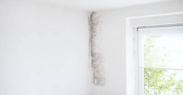 Best Mold Documentation for Insurance Claims  in Beacon, NY